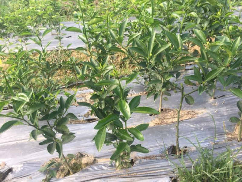 红橘苗30cm以下