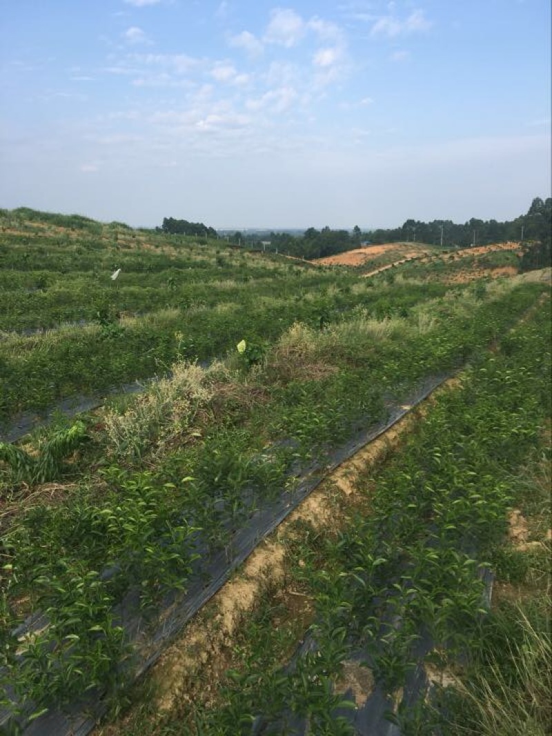 红橘苗30cm以下