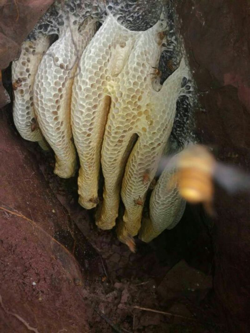 正宗的百花蜜，老家近越南。好东西!
