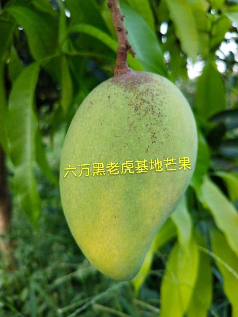 2022年8月广西芒果包邮，可班车发货玉林市都有果园