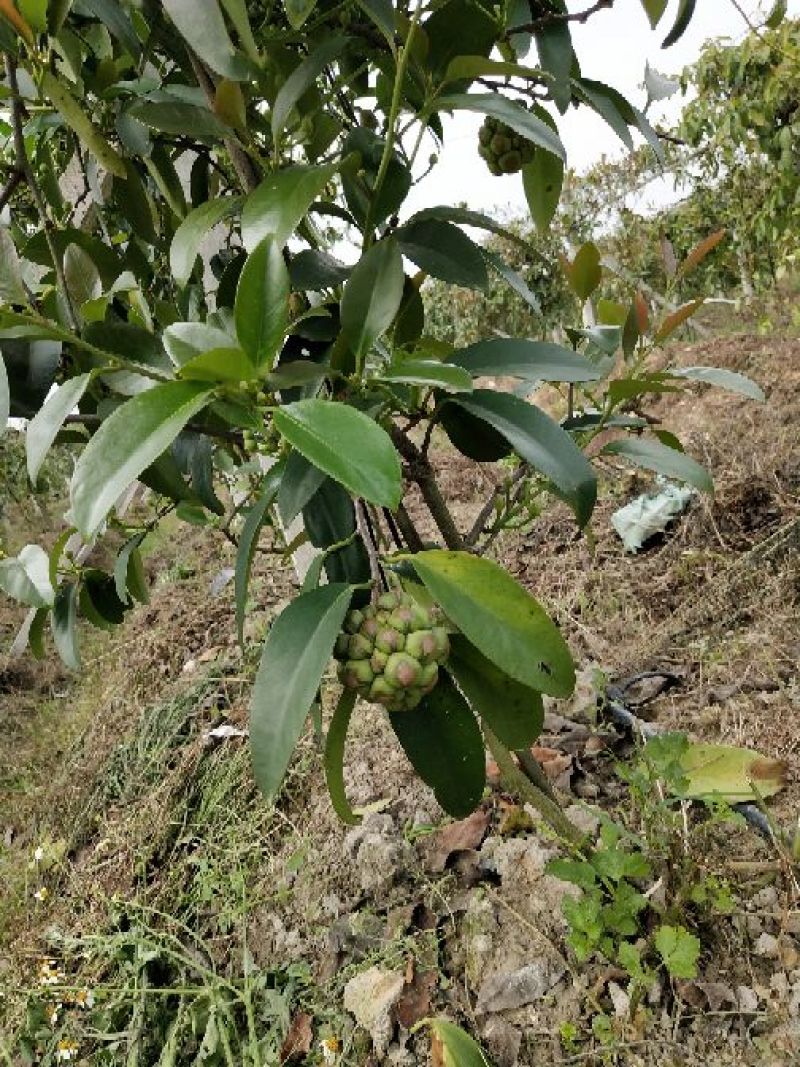 黑老虎果树苗布福娜树苗血藤果苗30~50cm