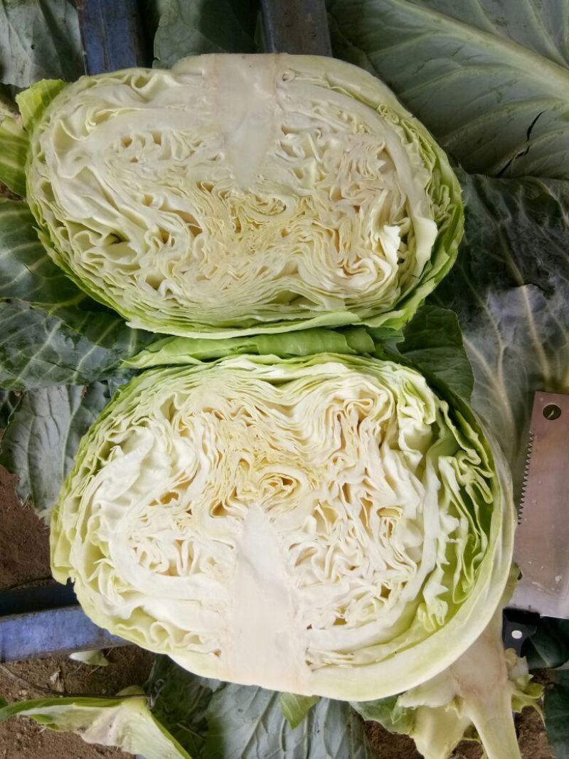 扁包菜，奥奇娜，加工厂货，大量供应，货源充足