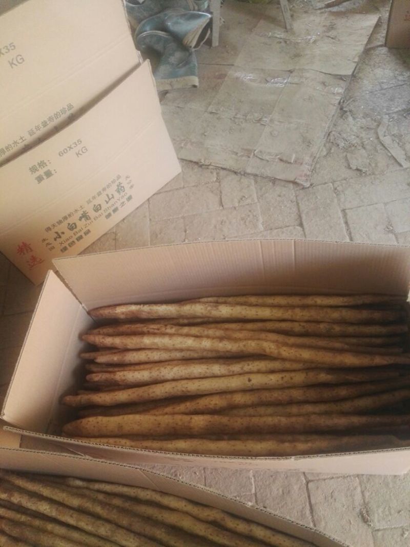 麻山药小白嘴紫药