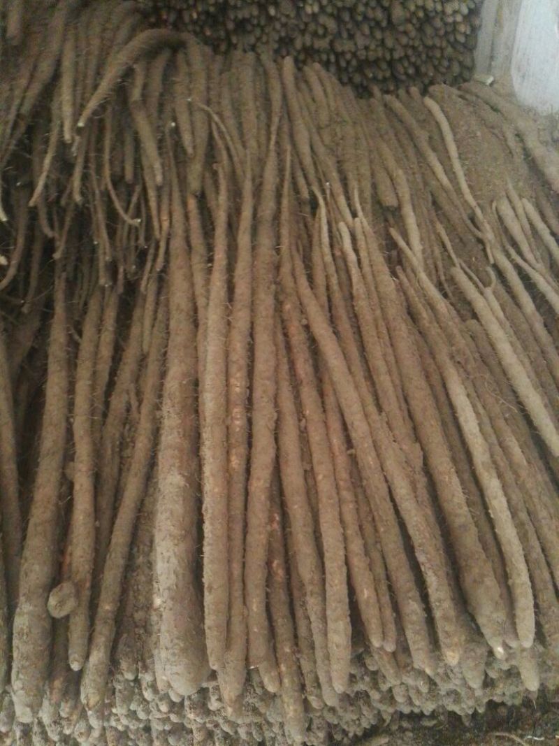 麻山药小白嘴紫药