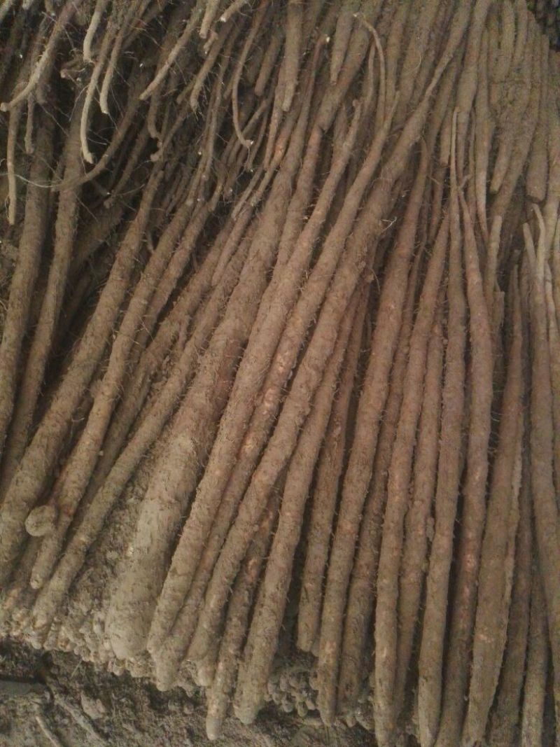 麻山药小白嘴紫药
