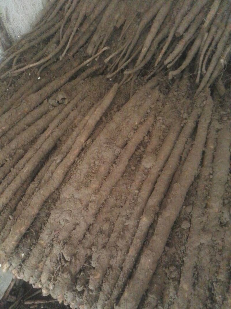 麻山药小白嘴紫药