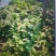 京欣西瓜7斤打底9成熟1茬