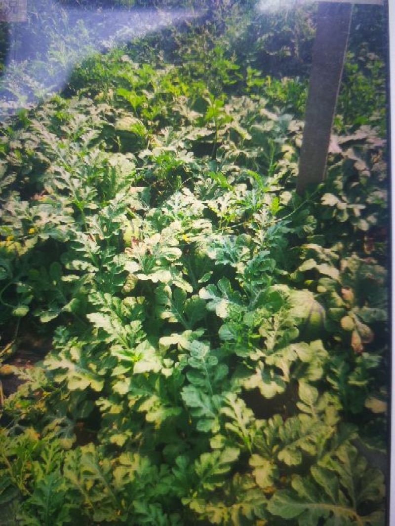 京欣西瓜7斤打底9成熟1茬
