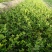 冬青苗