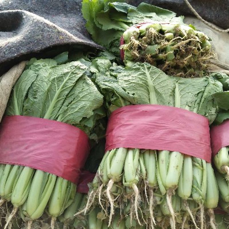 精品小白菜优质供应，量大无虫眼，产地批发，价格便宜