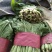 精品小白菜优质供应,量大无虫眼,产地批发,价格便宜