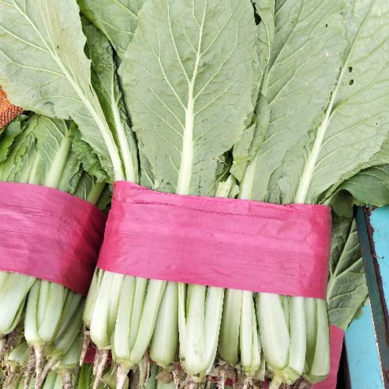 精品小白菜优质供应，量大无虫眼，产地批发，价格便宜