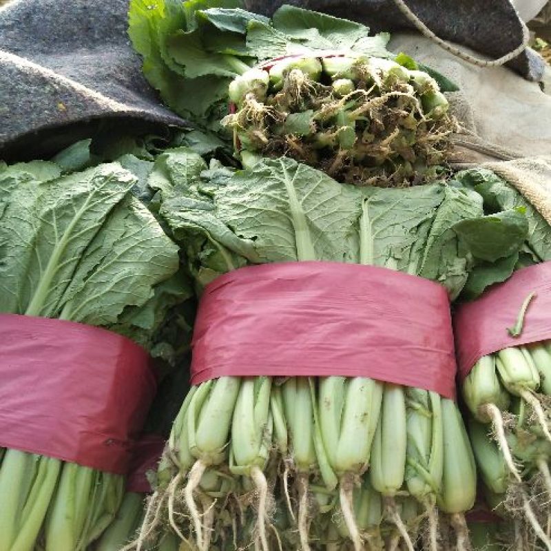 精品小白菜优质供应，量大无虫眼，产地批发，价格便宜