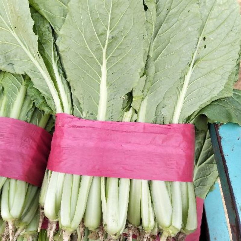 精品小白菜优质供应，量大无虫眼，产地批发，价格便宜