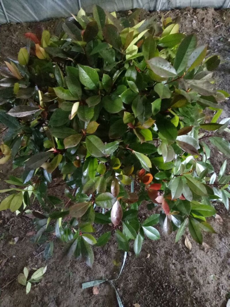 红叶石楠