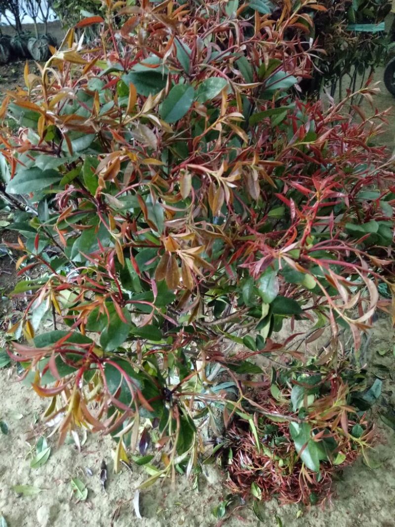 红叶石楠