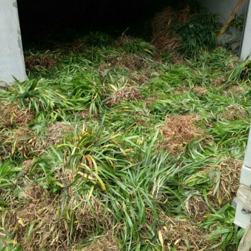吉祥草，鸢尾，大花萱草，玉簪
