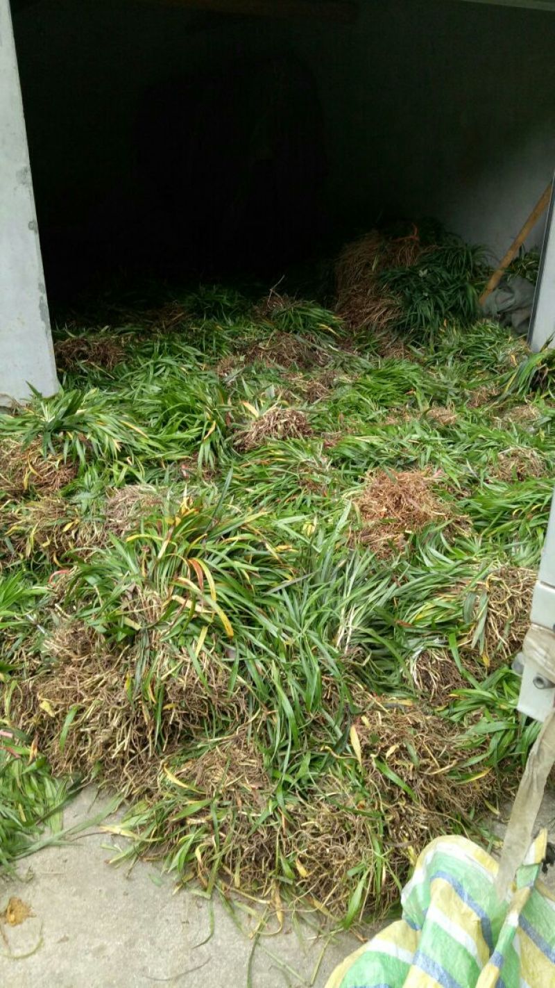 吉祥草，鸢尾，大花萱草，玉簪