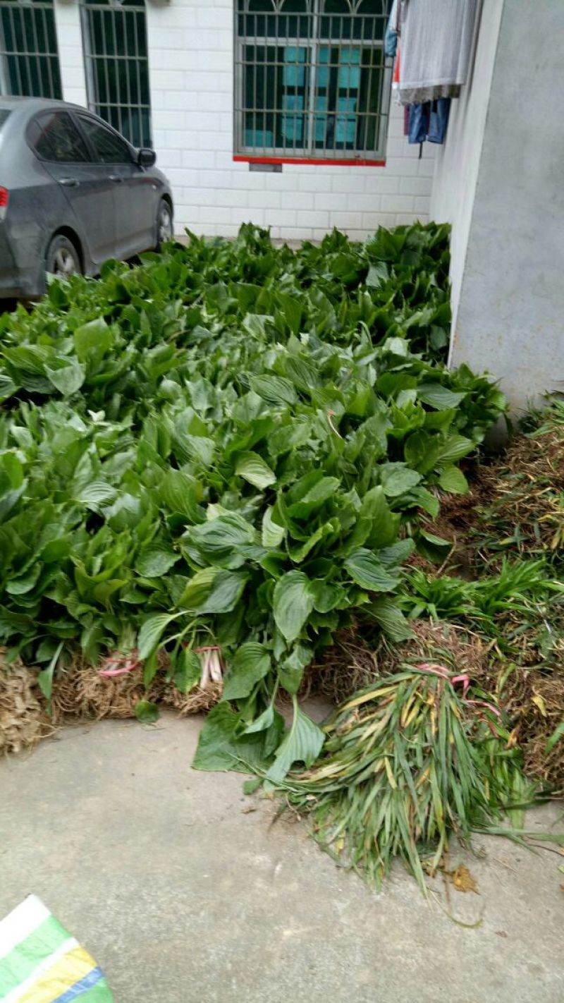 吉祥草，鸢尾，大花萱草，玉簪