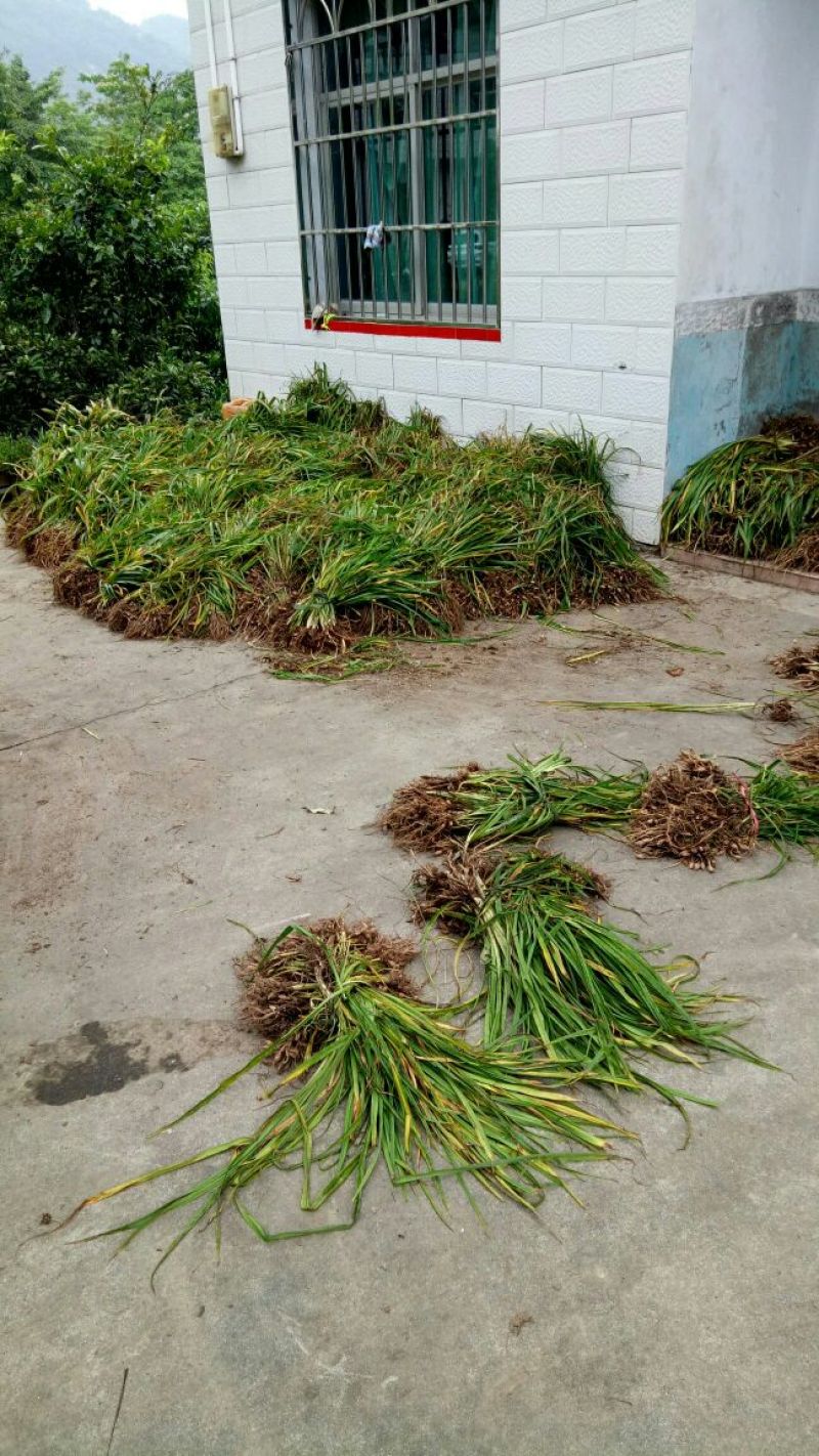 吉祥草，鸢尾，大花萱草，玉簪