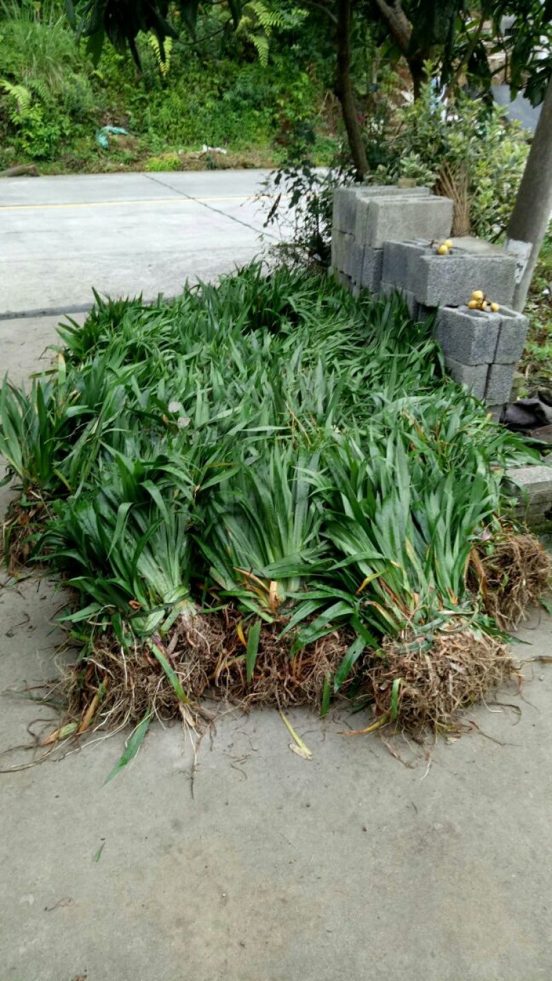 吉祥草，鸢尾，大花萱草，玉簪
