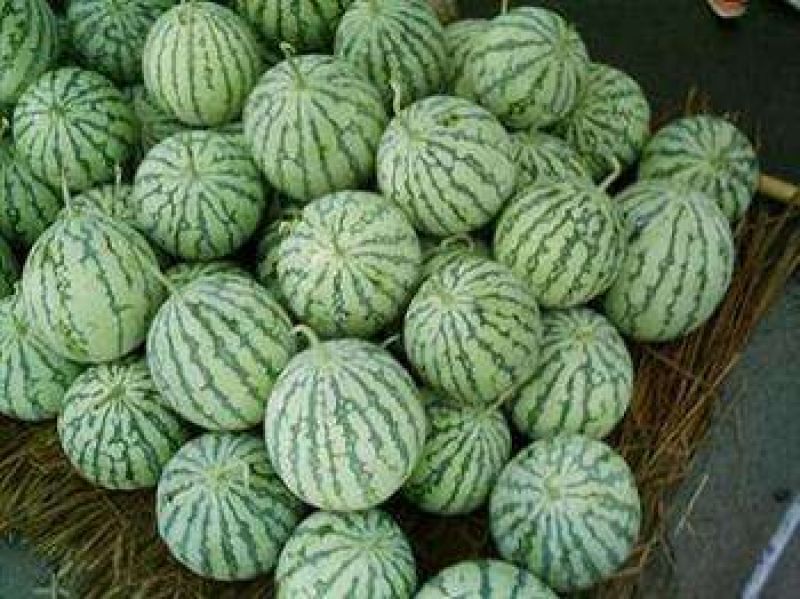 【精品8424西瓜】8斤打底头茬产地直销大量上市