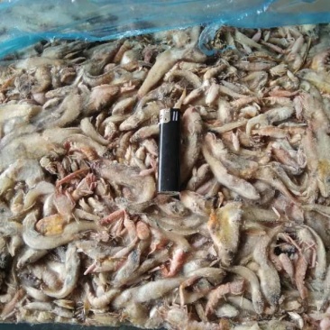 冻块海杂鱼