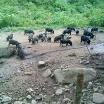 藏香猪-本地土黑猪
