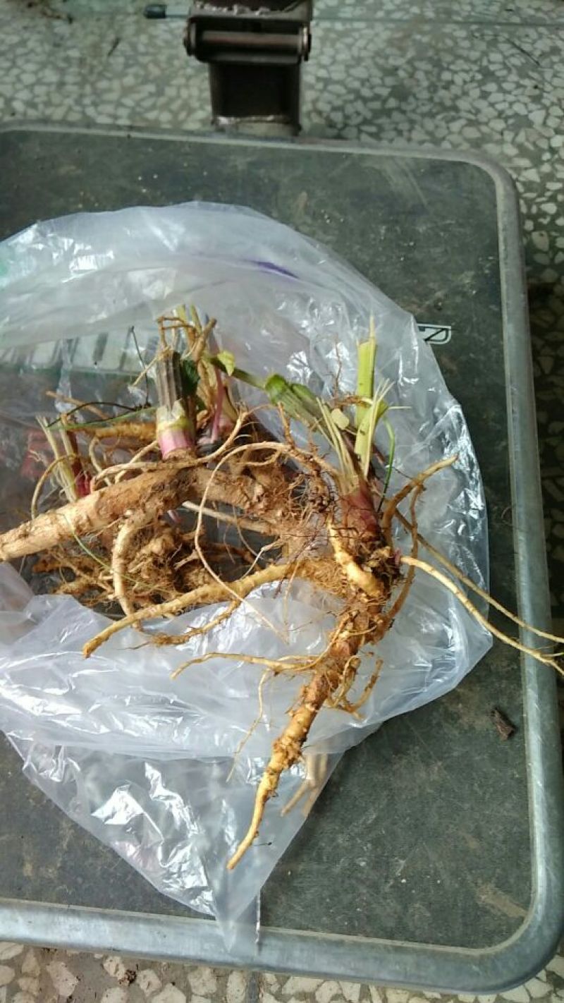 野生紫花前胡，大别山野生，水洗无杂无土，产量有限，