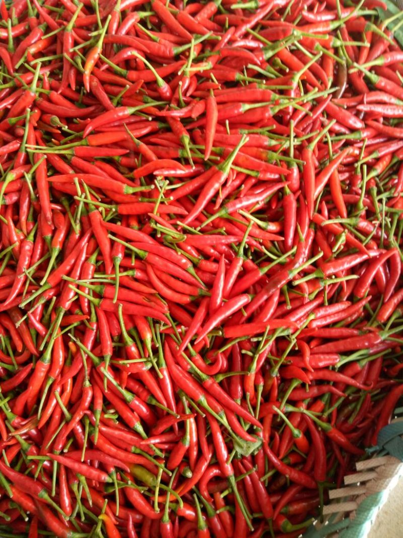 小米辣，5-15厘米，特辣精品红小米