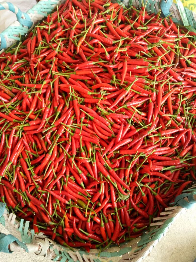 小米辣，5-15厘米，特辣精品红小米