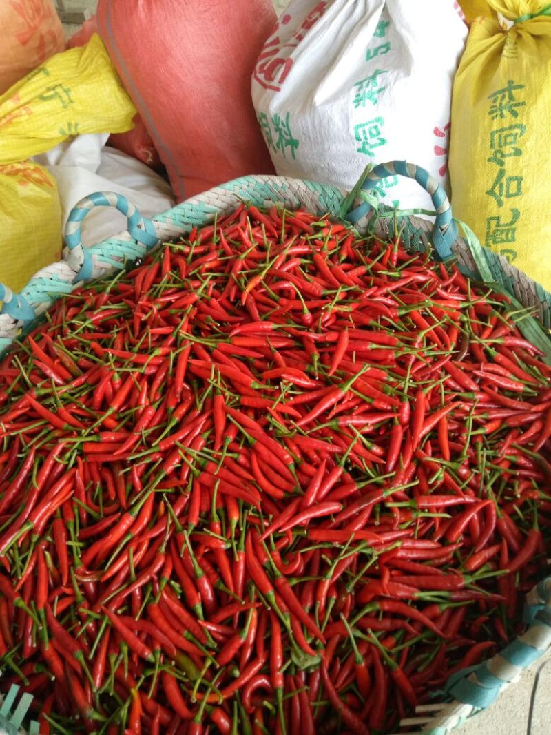 小米辣，5-15厘米，特辣精品红小米
