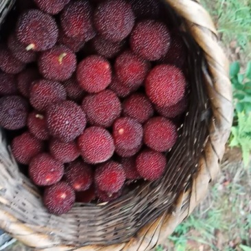 靖州木洞杨梅，发源地的产品
