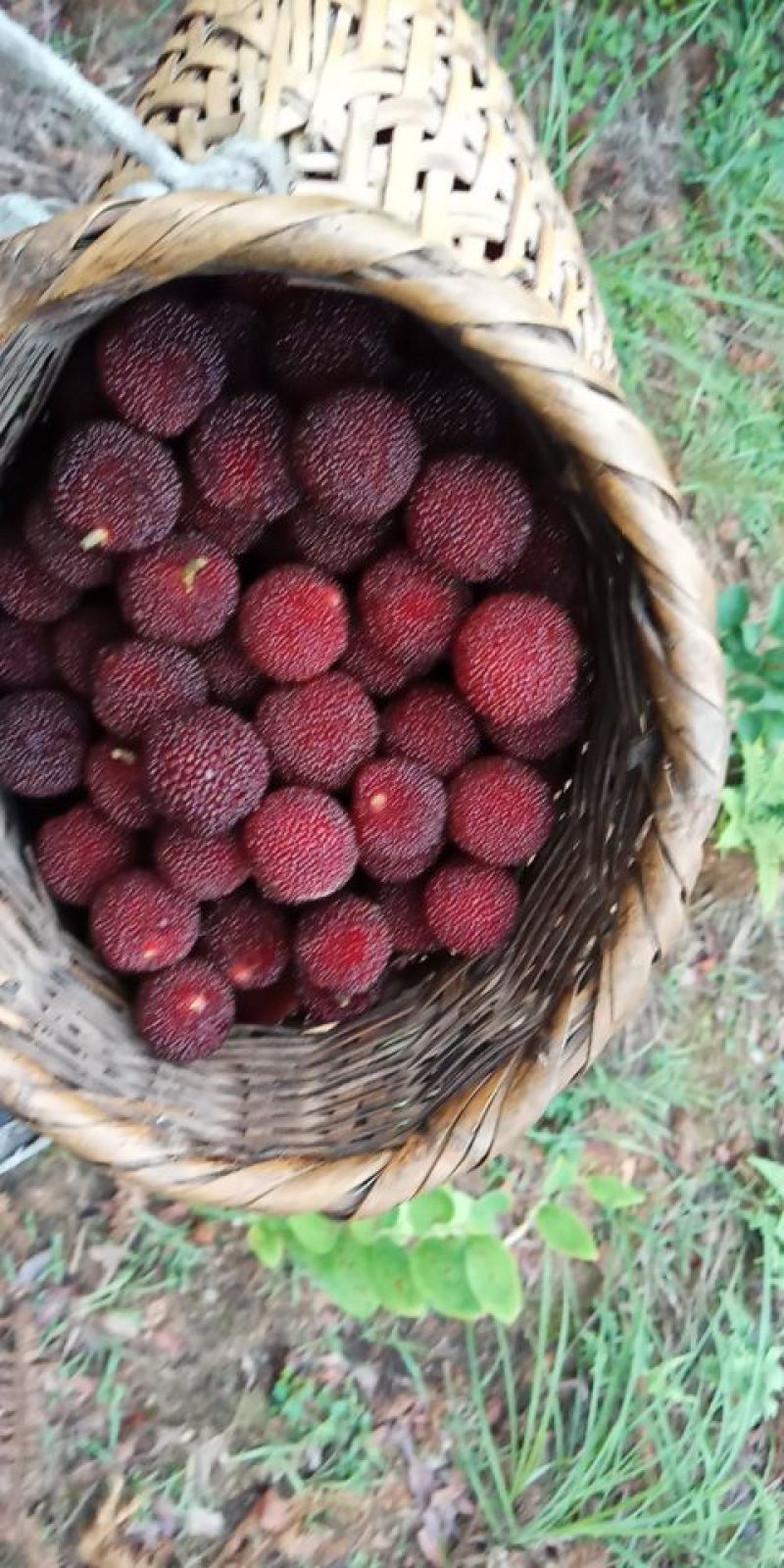 靖州木洞杨梅，发源地的产品
