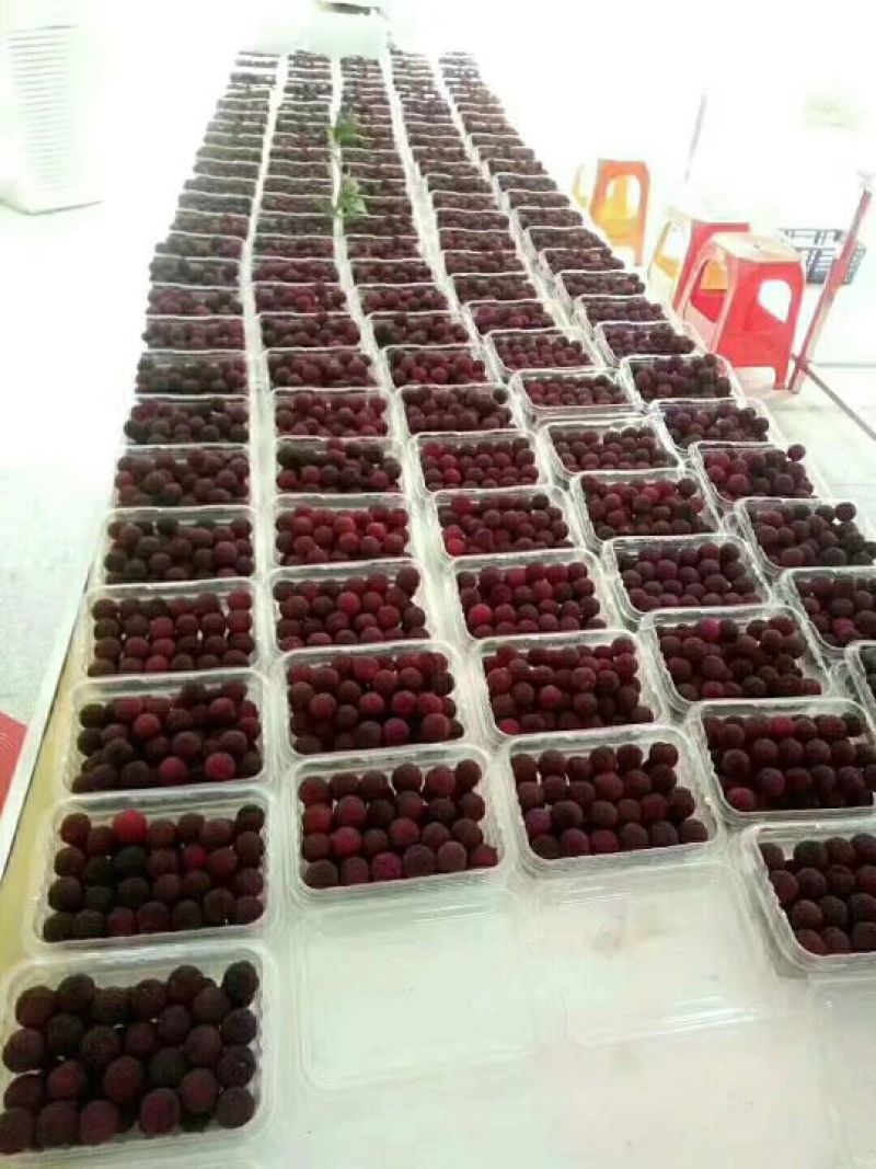 靖州木洞杨梅，发源地的产品