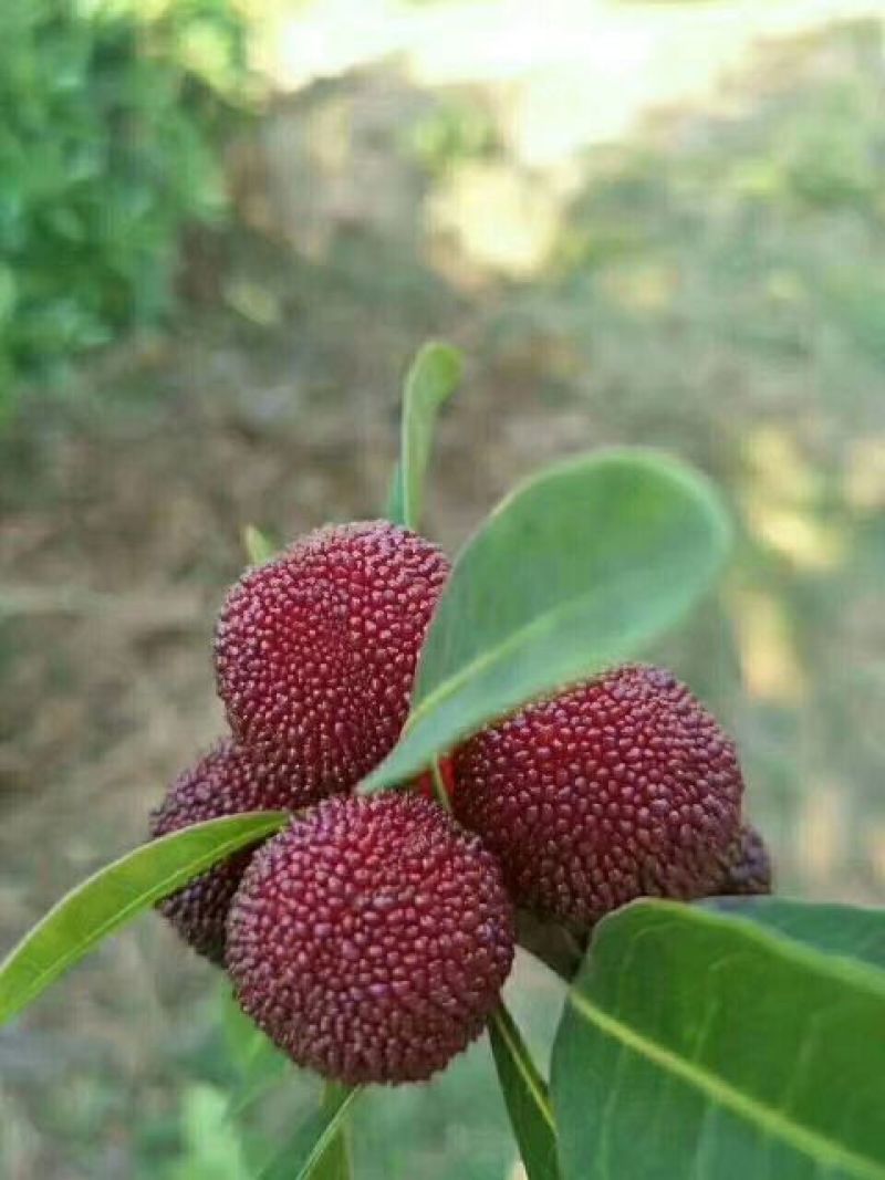 靖州木洞杨梅，发源地的产品