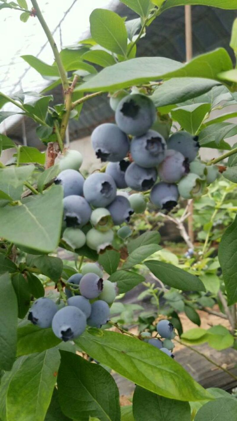 蓝枫