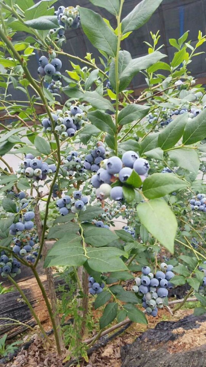 蓝莓大量上市