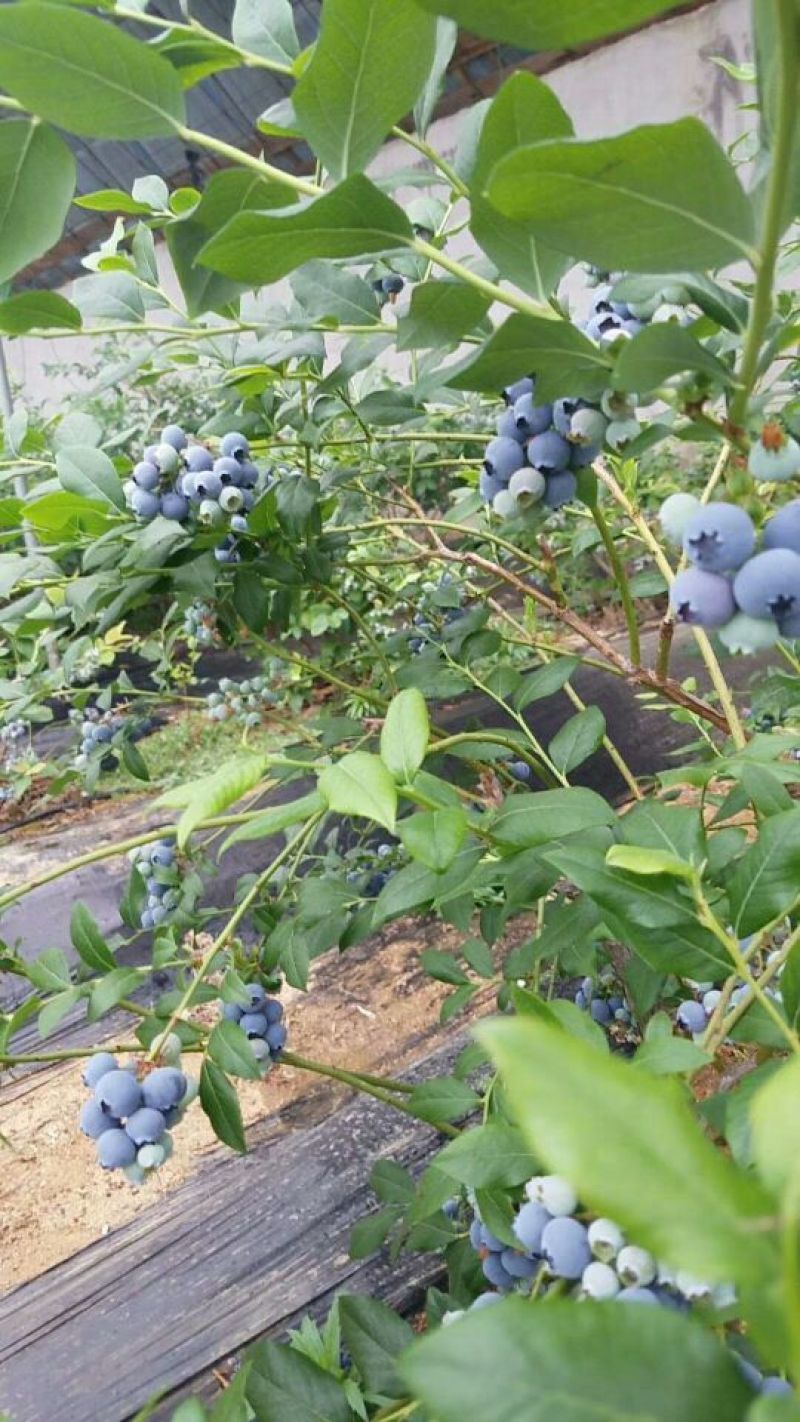 蓝莓大量上市
