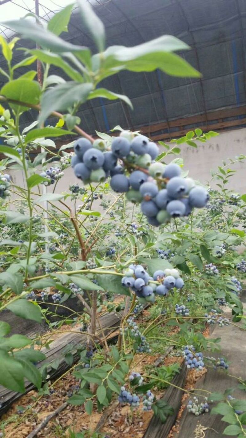 蓝莓大量上市