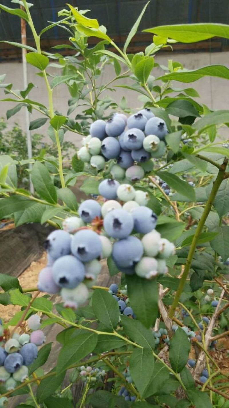 蓝莓大量上市