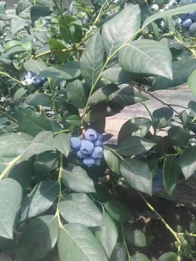 蓝莓大量上市