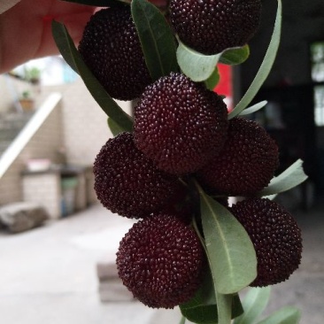 正宗仙居荸荠杨梅