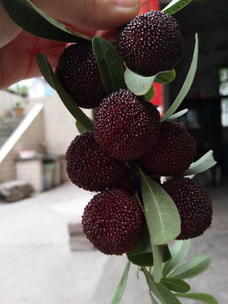 正宗仙居荸荠杨梅