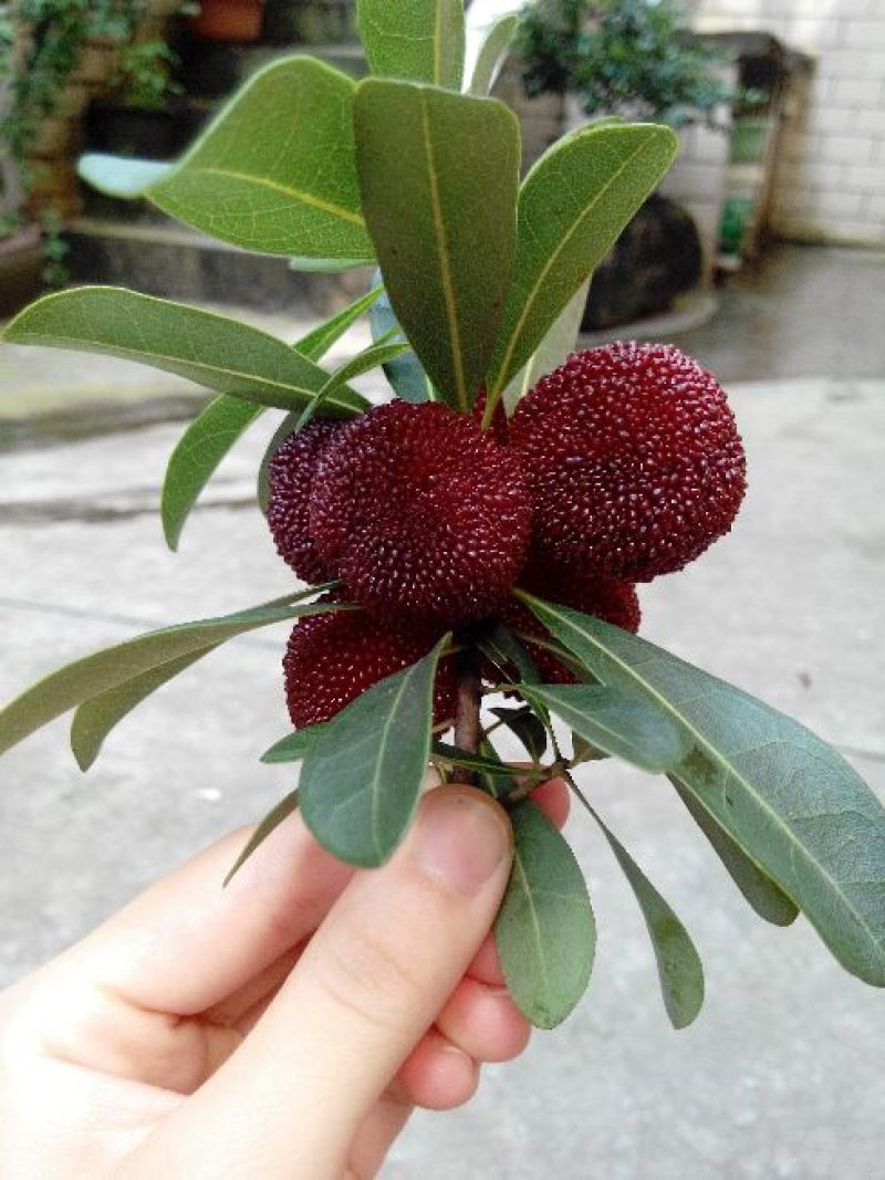 正宗仙居荸荠杨梅