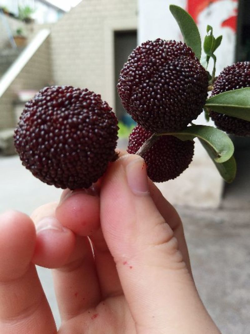 正宗仙居荸荠杨梅