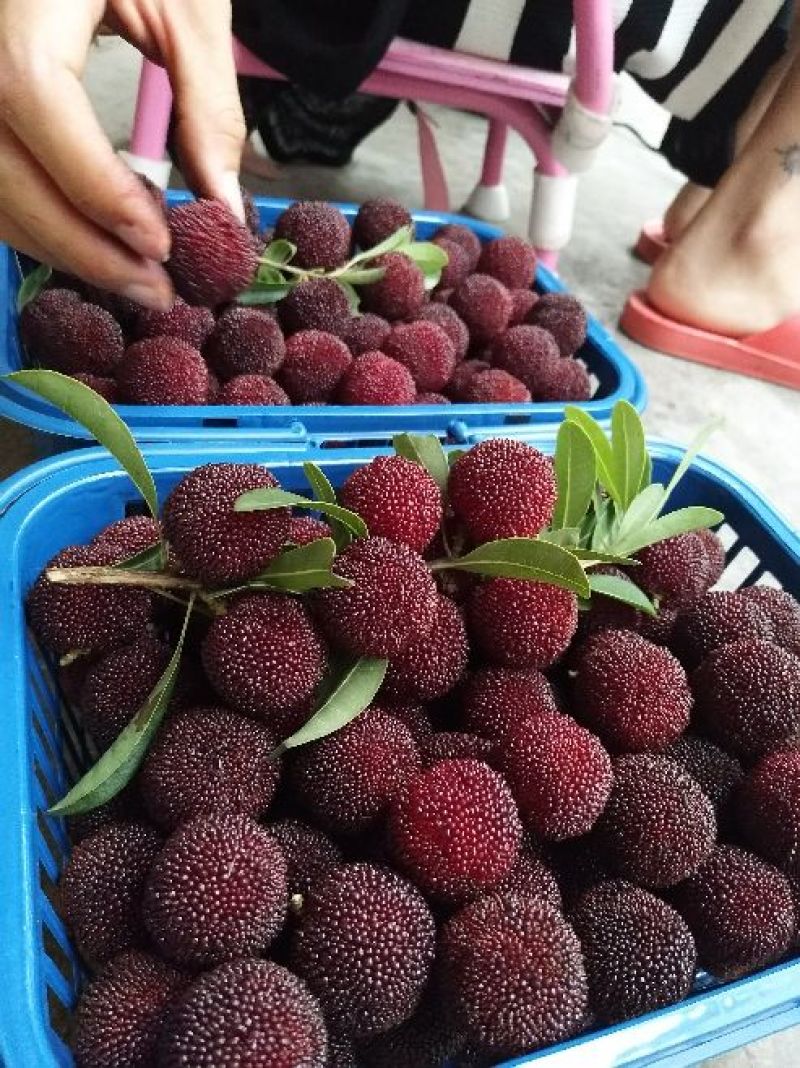 正宗仙居荸荠杨梅