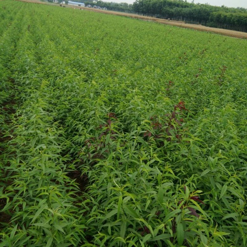 毛桃树苗80cm以上地径0.8以上，混级苗