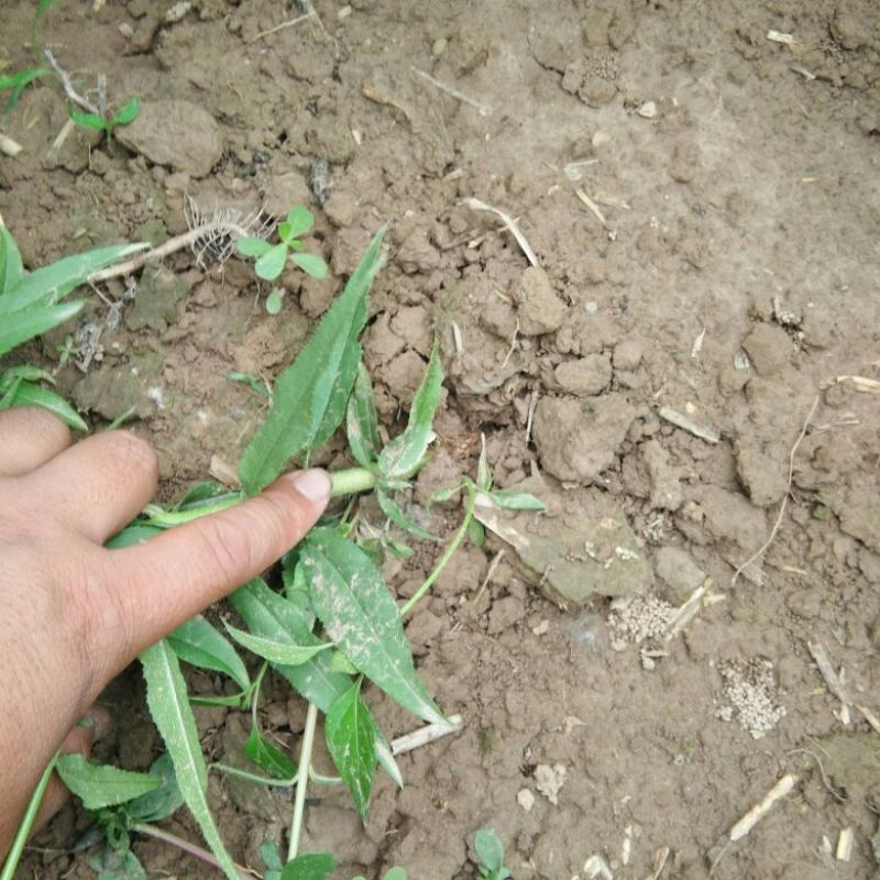 毛桃树苗80cm以上地径0.8以上，混级苗