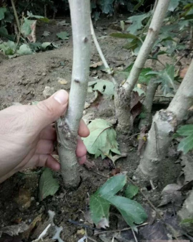 甜红子山楂苗精品苗，可以签合同，根系非常发达，产地直发